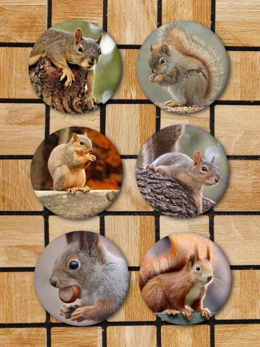 Cute Squirrel Fridge Magnets Set Of 6 Metal Animal Magnets Home Office Kitchen
